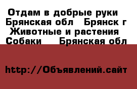 Отдам в добрые руки - Брянская обл., Брянск г. Животные и растения » Собаки   . Брянская обл.